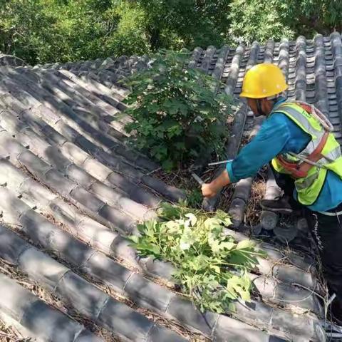 上房不揭瓦，专治小杂树——千佛山风景名胜区工作部开展屋顶杂树、卫生清理专项整治行动