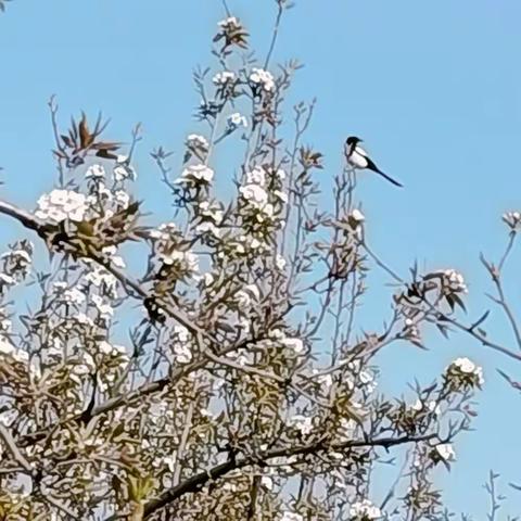 梨花开了