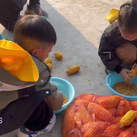 晓涵宝贝幼儿园中二班生活体验活动——我会剥玉米🌽