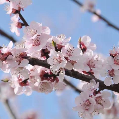 课堂教学展风采 教苑热土竞芳菲——记伊九学校课堂教学评估活动