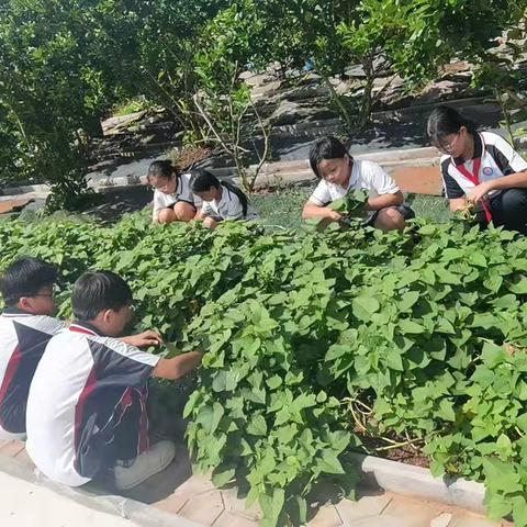 亲手烹烟火 劳动伴童年——文城中心小学四4班班级野炊活动纪实