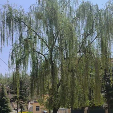 龙山镇中学2023年五一假期学生安全告家长书