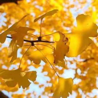 缤纷秋日   舞动落叶🍂🍁吕郭庄中心校附属园