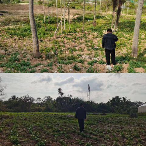 椰林镇积极做好“非粮化”“非农化”复耕复种地块的排查整改和后续管护工作