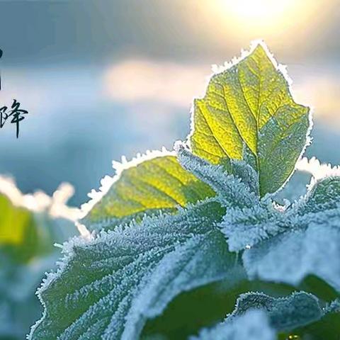 高昌区第五小学教育集团开展“霜降时节·万物毕成”主题节气活动