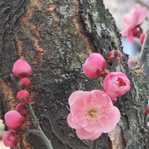 盛开在冬天的花朵