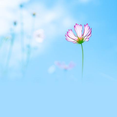 太源畲族乡民政服务站开展“指尖花语  扭棒生香”妇女手工兴趣小组活动圆满结束啦