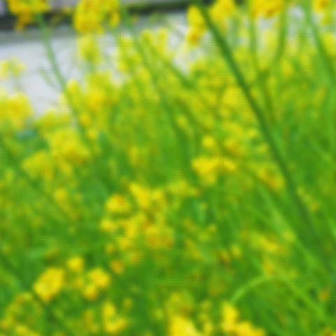 春日寻花 “油”你真美——清流县李家中心幼儿园开展踏春活动