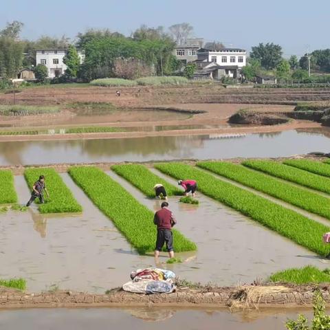 做一粒种子扎根土地，怀天下粮心振兴乡村