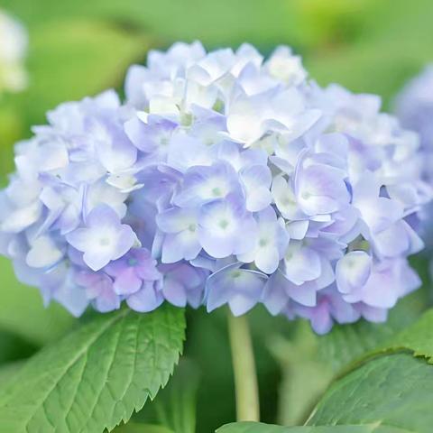 温馨家园的守护者