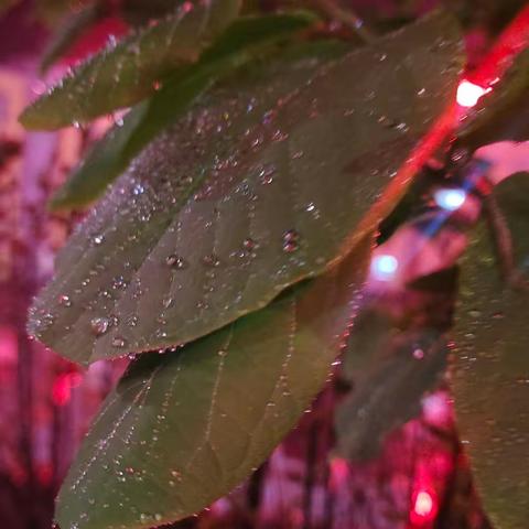 静夜一场春雨