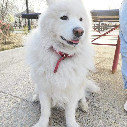 可爱的“杰克”