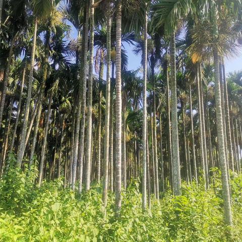 定安县建制镇（雷鸣、岭口、富文、龙河）污水处理及配套管网项目部分青苗及地表附着物复核审查