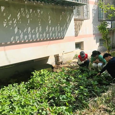 金明池街道金祥社区开展罂粟种植排查