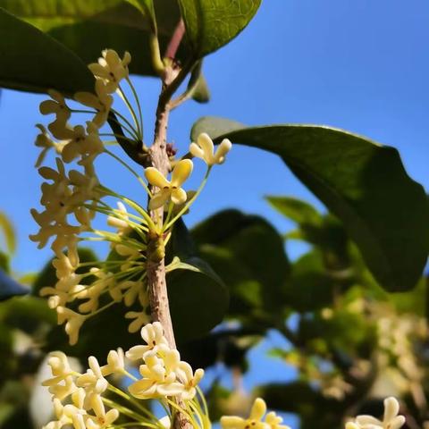 几度秋意浓  最是桂花香——桂花树第二小学第七周周报