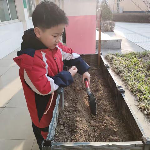 “土豆🥔乐园”土豆🥔的种植、观察记录