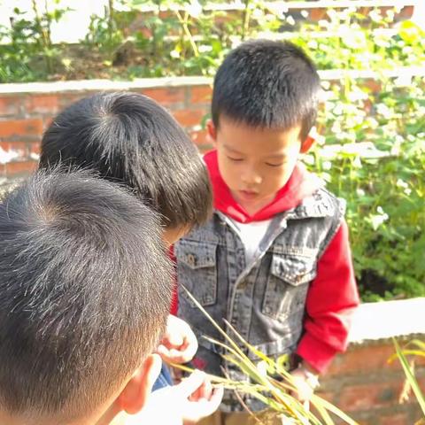 【自然学习场】初遇水稻