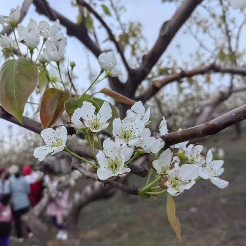 安国市郑章学区第八届“赏梨花，诵经典”活动