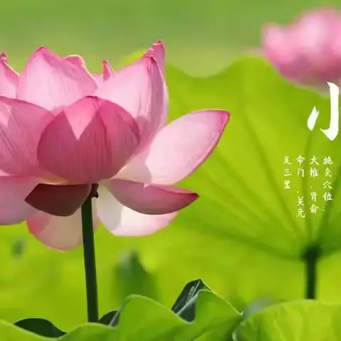 小暑至•盛夏始 ——小四班小暑活动