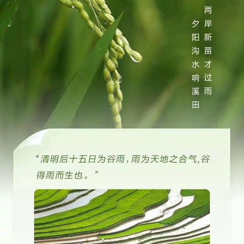 “小小种植， 快乐满心”田湖镇第二中心幼儿园大班谷雨种植活动