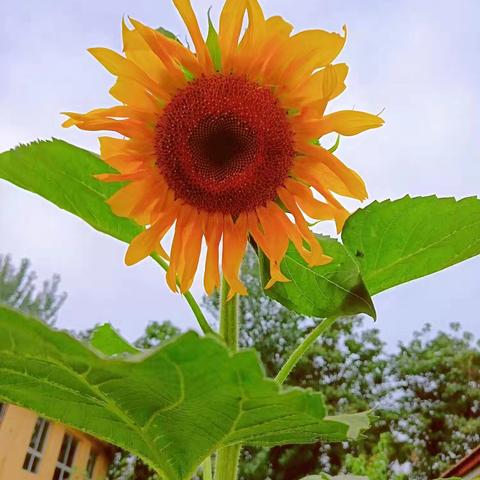 “播撒希望的种子，收获生命的美好”——鄢陵县张桥镇冯岗小学种植篇