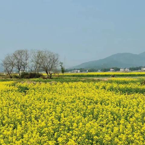 【军号小镇•名志故里】“金色乡村•花海泉上”——泉上镇首届文化旅游赏花季活动火热进行中！