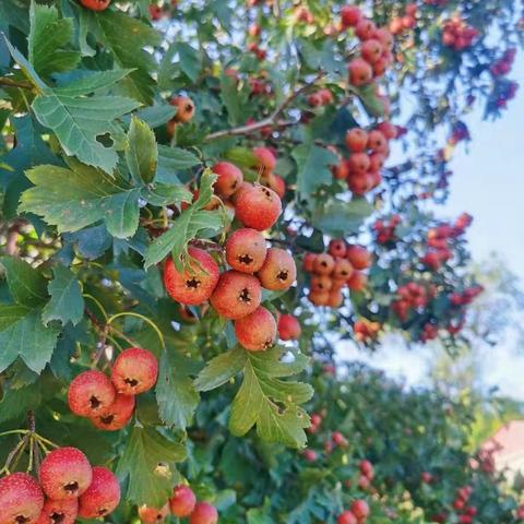 【植物园课程】秋意浓，山楂红——欧阳岗蓝天幼儿园山楂主题活动