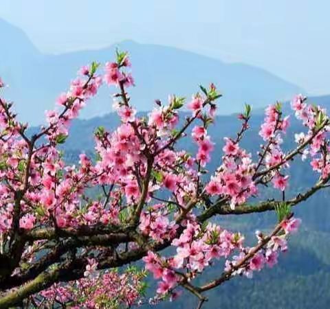 【兴平幼儿园中一班】周五手工《花儿朵朵开》