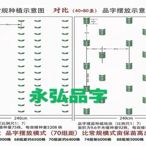 玉米大垄双行、单元多株、宽窄行、不等距、品字型高产种植技术模式