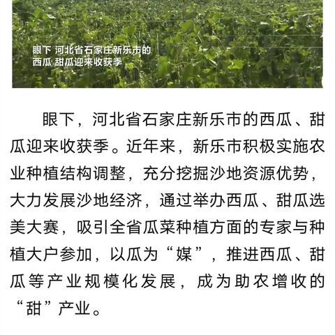 河北新乐：瓜果飘香产业旺 铺就“甜蜜”致富路