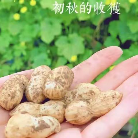 粒粒花生情  浓浓秋收乐——五丰学校附属幼儿园中(4)班采摘花生小记