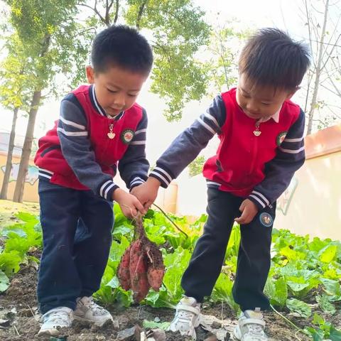 丰收之乐 “薯”你心动 ——五丰学校附属幼儿园红薯丰收劳动小记