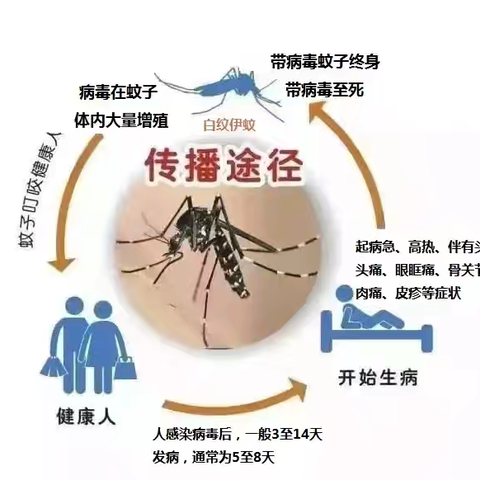 夏日防蚊·预防登革热——三亚市第七小学