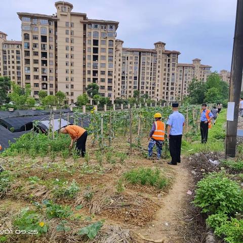 路地联合整治菜地，安装护网护路安全