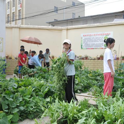 梧州市古凤小学劳动基地丰收节暨劳动实践成果展示