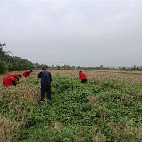 暖心服务，助力三农 巩义市紫荆路街道新沟社区监委会多举措助力麦收工作