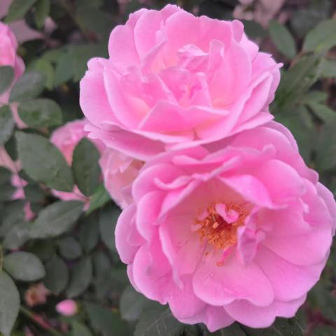 长寿区海棠镇中心小学校2023年春“三声”校园队列队形暨校园舞蹈、广播体操比赛