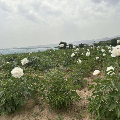 花海展示新时代 徒步奋进新征程