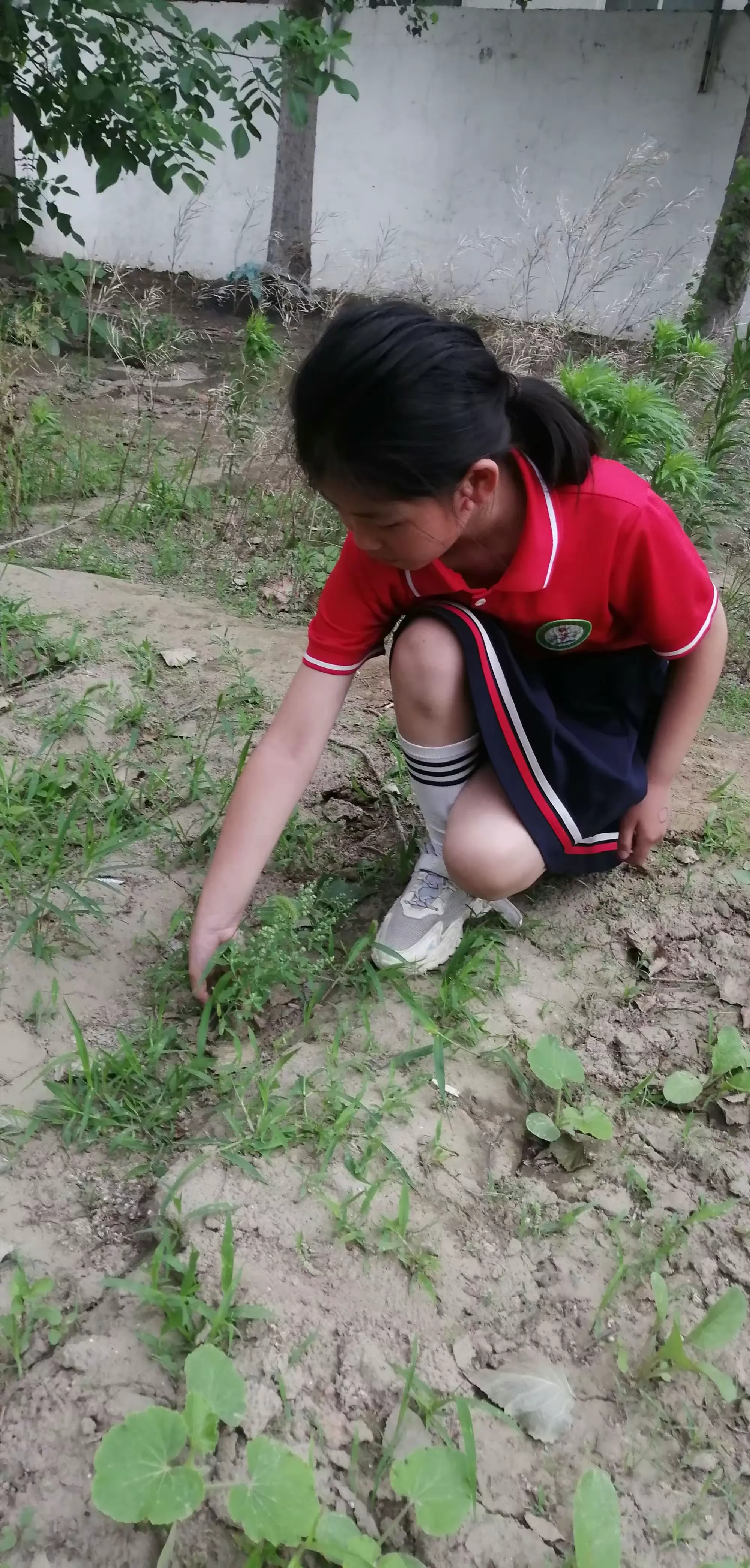 爱生活爱劳动做最美少年群力小学劳动基地之拔草篇