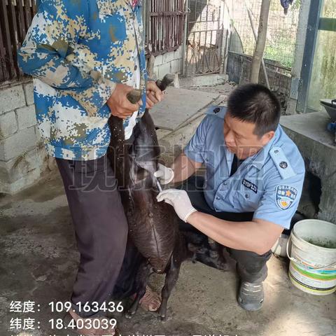 崖州区农业农村局崖城一片区动物防疫员在赤草村春防免疫