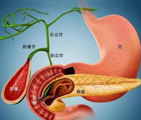 ERCP—让胆总管结石不再动“刀”