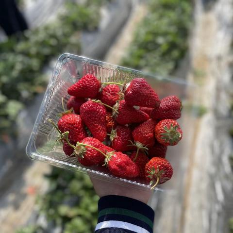 超凡幼儿园《遇见春天，遇见“莓”好时光》