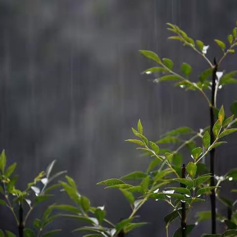 【芽尖上的露珠】孩子们眼中的雨——班级文学小报（第二期）