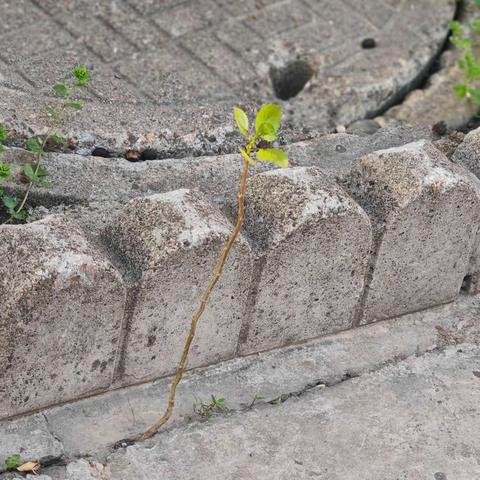 【童心稚语】芽尖上的露珠——小诗一首  童心一片