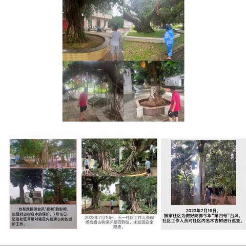 桂林洋经济开发区林长办关于组织开展加强保护古树名木巡查工作