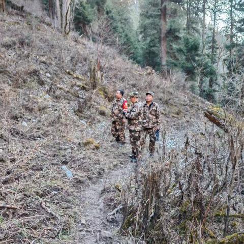 迭部生态建设管护中心水泊沟林场工作日报