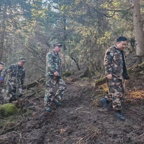 迭部生态建设管护中心水泊沟林场工作日报