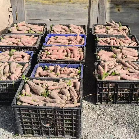 水泊沟林场蔬菜大丰收