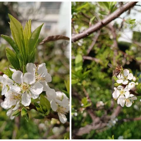 课题推进喜迎春 潜心研究待花开——记无棣县第二实验小学课题中期推进会