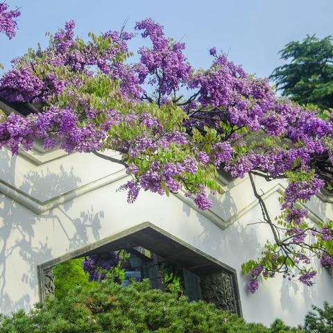 芳菲四月、紫藤盛开